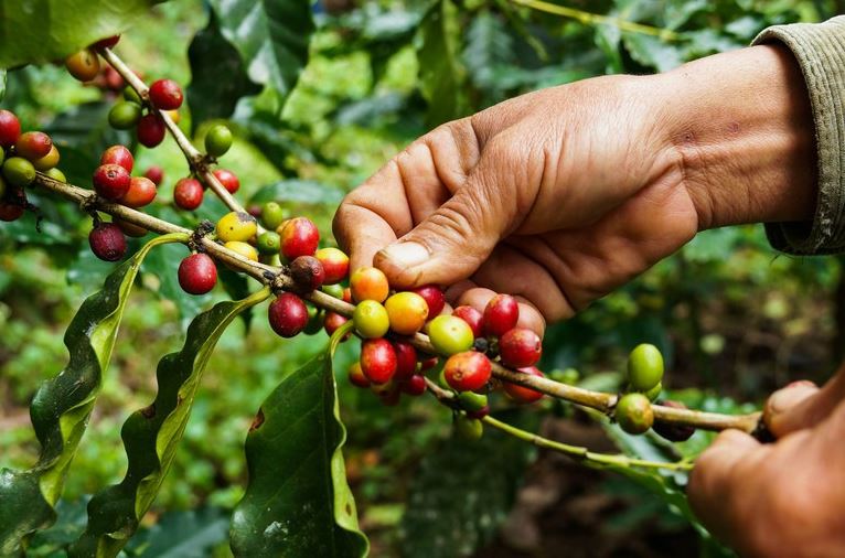 CMN: Conselho Monetário Nacional aprova reserva de recursos do Funcafé para produtores atingidos pela geada