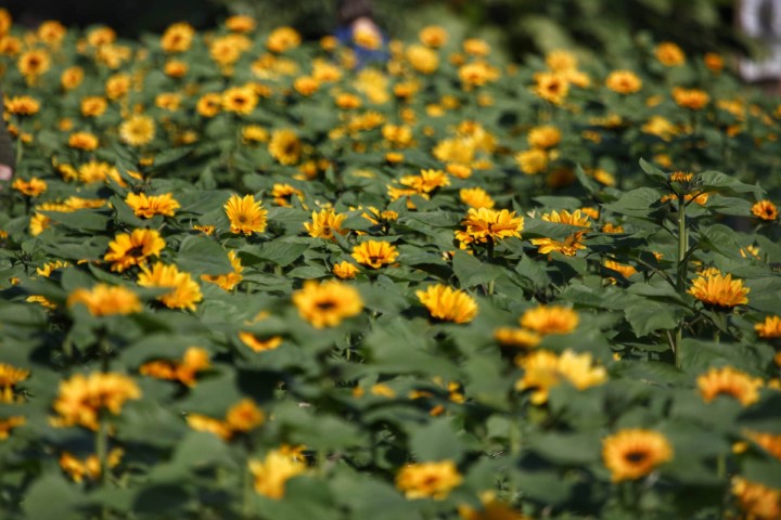 CONJUNTURA AGROPECUÁRIA Floricultura contribui com oferta de mão de obra e para diversificação nas propriedades