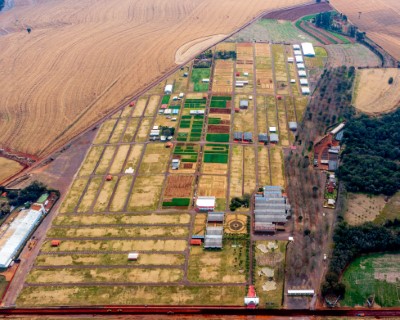 COOPAVEL: Edição de inverno do Show Rural apresenta 38 cultivares e cinco lançamentos