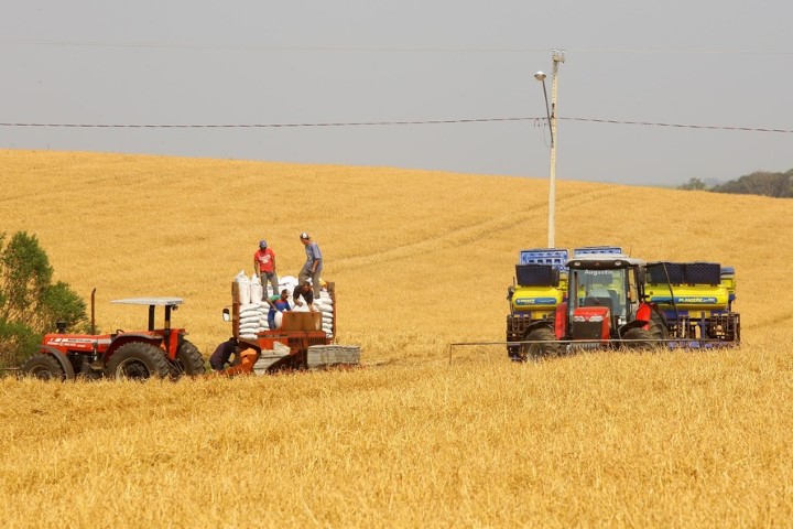 CONJUNTURA AGROPECUÁRIA: Produtores de milho começam plantio da 1ª safra com projeção de colher 4,1 milhões de toneladas