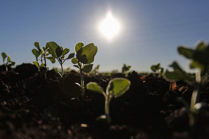 CONJUNTURA AGROPECUÁRIA: Produtores iniciam plantio da soja e área de cultivo deve chegar a 5,62 milhões de hectares