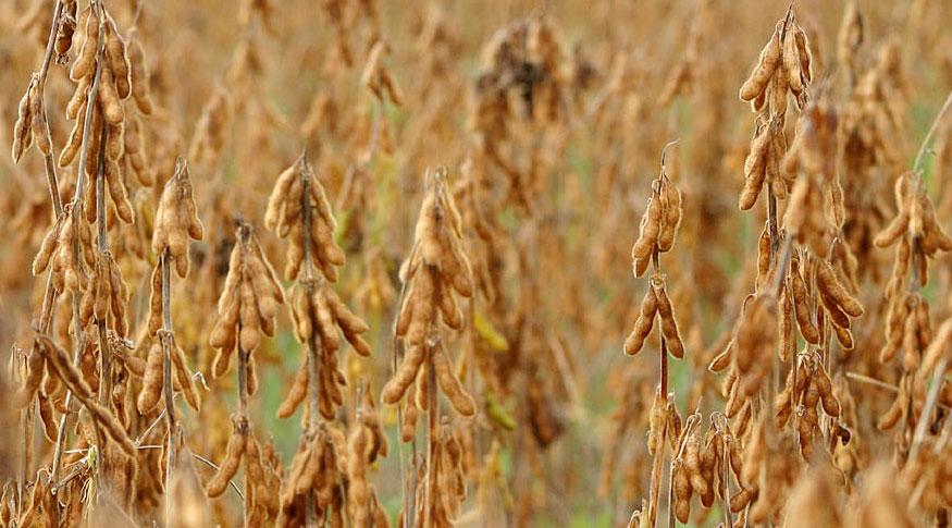 PAM: Valor da produção agrícola nacional cresce 30,4% e chega a R$ 470,5 bilhões, recorde da série