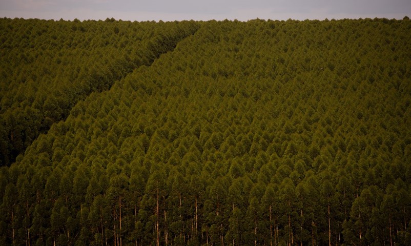 SILVICULTURA: Florestas plantadas no Brasil somam 9,3 milhões de hectares em 2020