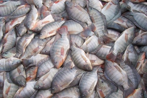 PISCICULTURA: Exportações de peixes já são 10% maiores que em 2020