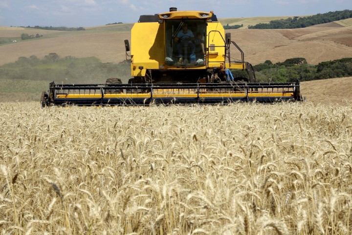 CONJUNTURA AGROPECUÁRIA: Mesmo com dias chuvosos das últimas semanas, colheita do trigo avança no Paraná