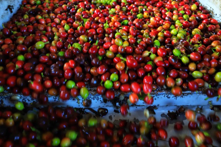 CONCURSO: Organização divulga competidores do Café Qualidade Paraná 2021