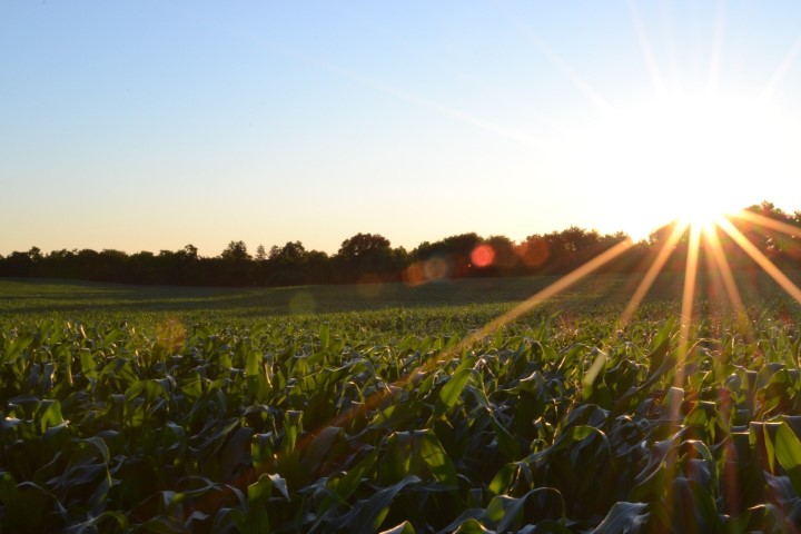 SICREDI: Instituição financeira cooperativa registra crescimento de 31% nas contratações de apólice no seguro agrícola em 2021