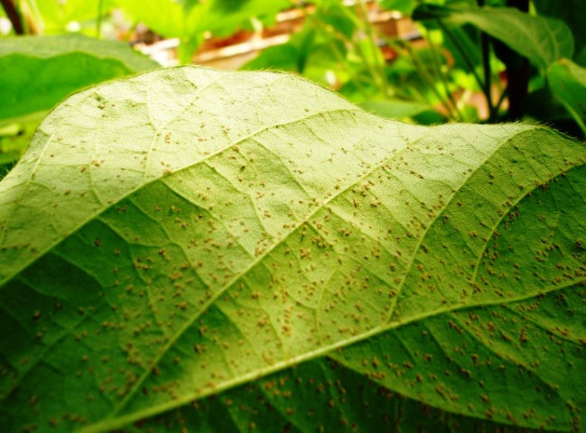 SOJA: Monitoramento no Paraguai e Brasil identificam ferrugem em planta voluntária, kudzu e coletores