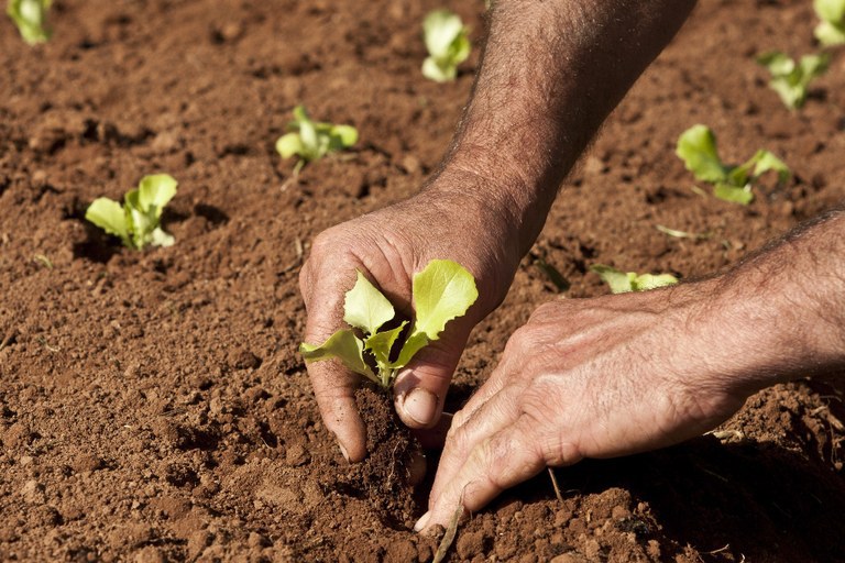 CAF: Mapa publica requisitos e procedimentos para inscrição no Cadastro Nacional da Agricultura Familiar 
