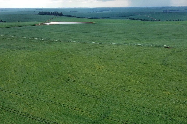 CONJUNTURA AGROPECUÁRIA: Com bom desenvolvimento, plantio da primeira safra de milho está encerrada no Paraná