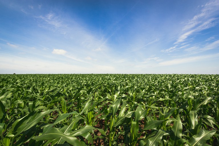 INVESTIMENTO E INOVAÇÃO: Brasil lidera produtividade agropecuária entre 187 países, aponta estudo do USDA