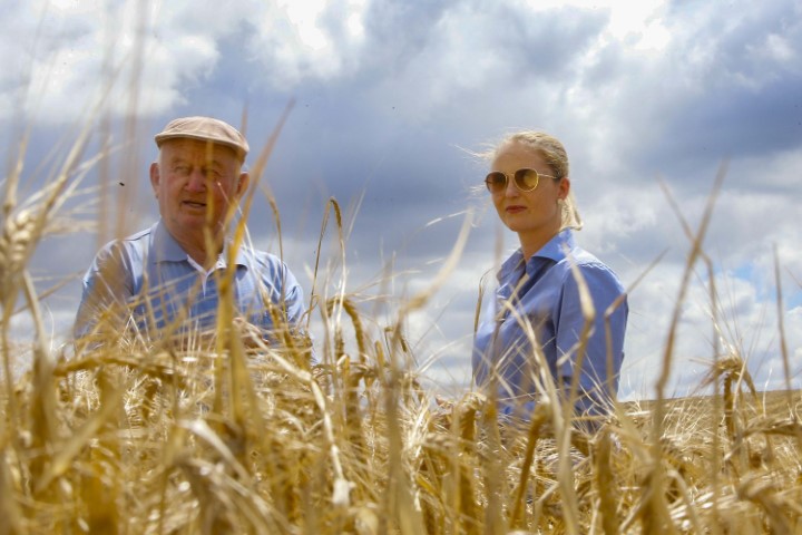 AGRONEGÓCIO: Puxado pela região de Guarapuava, Paraná lidera produção nacional de cevada