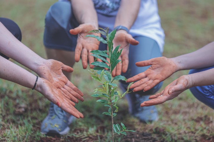 UNIMED LONDRINA: Cooperativa promove plantio de mais de 2 mil mudas de árvores na região Norte do PR