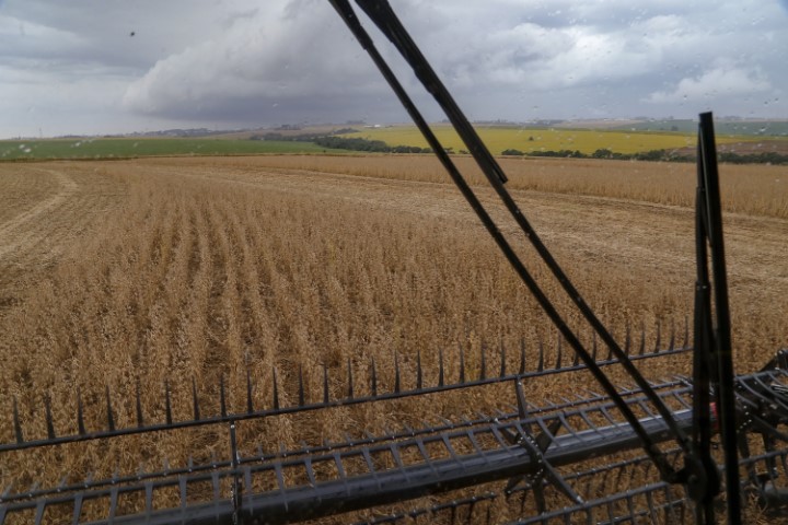 CONJUNTURA AGROPECUÁRIA: Boletim aponta que plantio de soja já alcança quase 5,6 milhões de hectares no PR