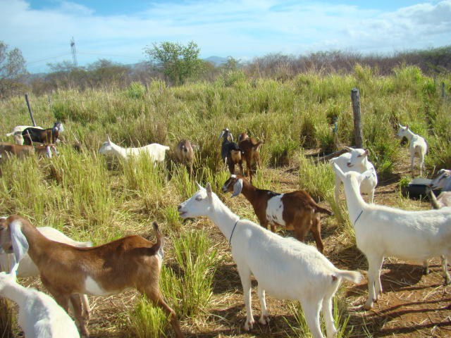 FINANCIAMENTO: Agricultura brasileira terá US$ 1,2 bi do BID para projetos de sustentabilidade