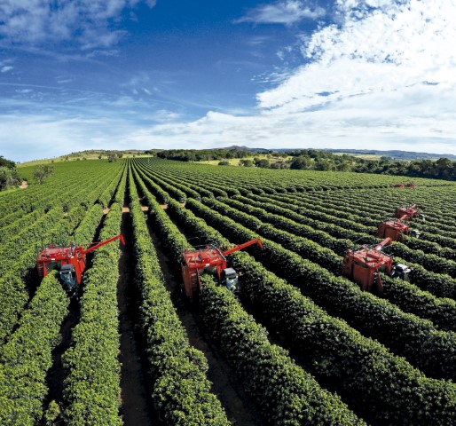  CAFÉ: Produção de conilon na safra 2021 chega a 16,29 milhões de sacas e atinge novo recorde