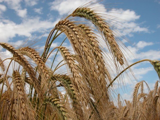 ZARC: Triticale ganha zoneamento agrícola de risco climático