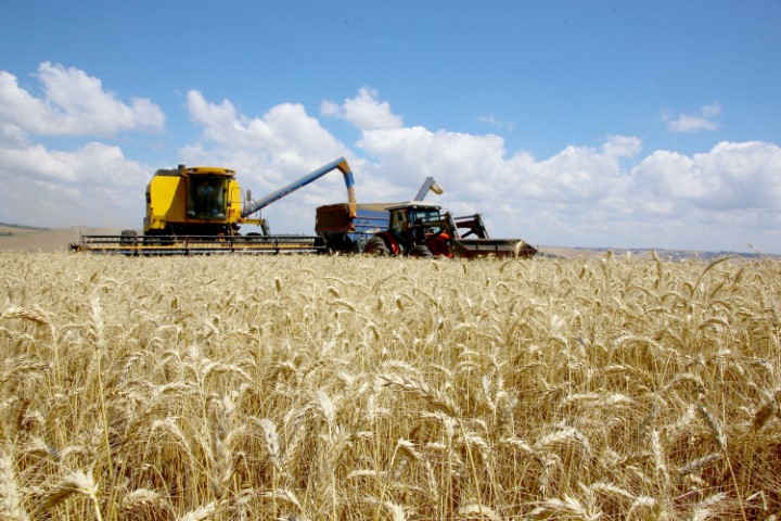 TRIGO: Cotação do cereal segue elevada apesar da safra recorde