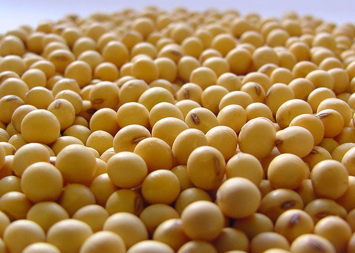 COMMODITIES: Soja inicia semana testando leves baixas em Chicago nesta 2ª após fim de semana de chuvas na Argentina