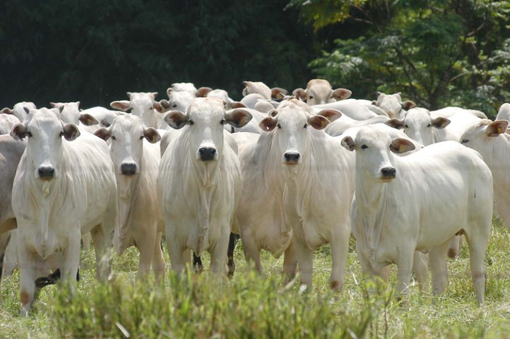 CONAB: Preços de carne bovina e de frango apresentam valorização para produtores do Paraná