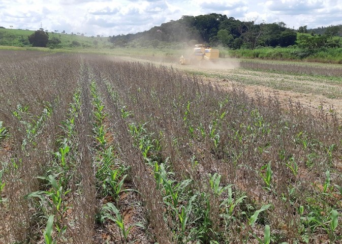EMBRAPA: Sistema Antecipe é estratégia inovadora para a produção de milho safrinha