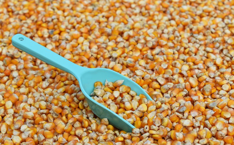 SAFRA: Nova estimativa da Conab aponta para produção de 268,2 milhões de toneladas