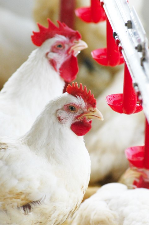 CONAB: Custos de produção de frango de corte são inseridos no Portal de Informações Agropecuárias