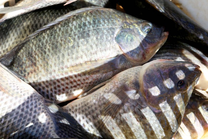 PISCICULTURA: Confirmando liderança nacional, Paraná produziu 9,3% a mais de peixes em 2021
