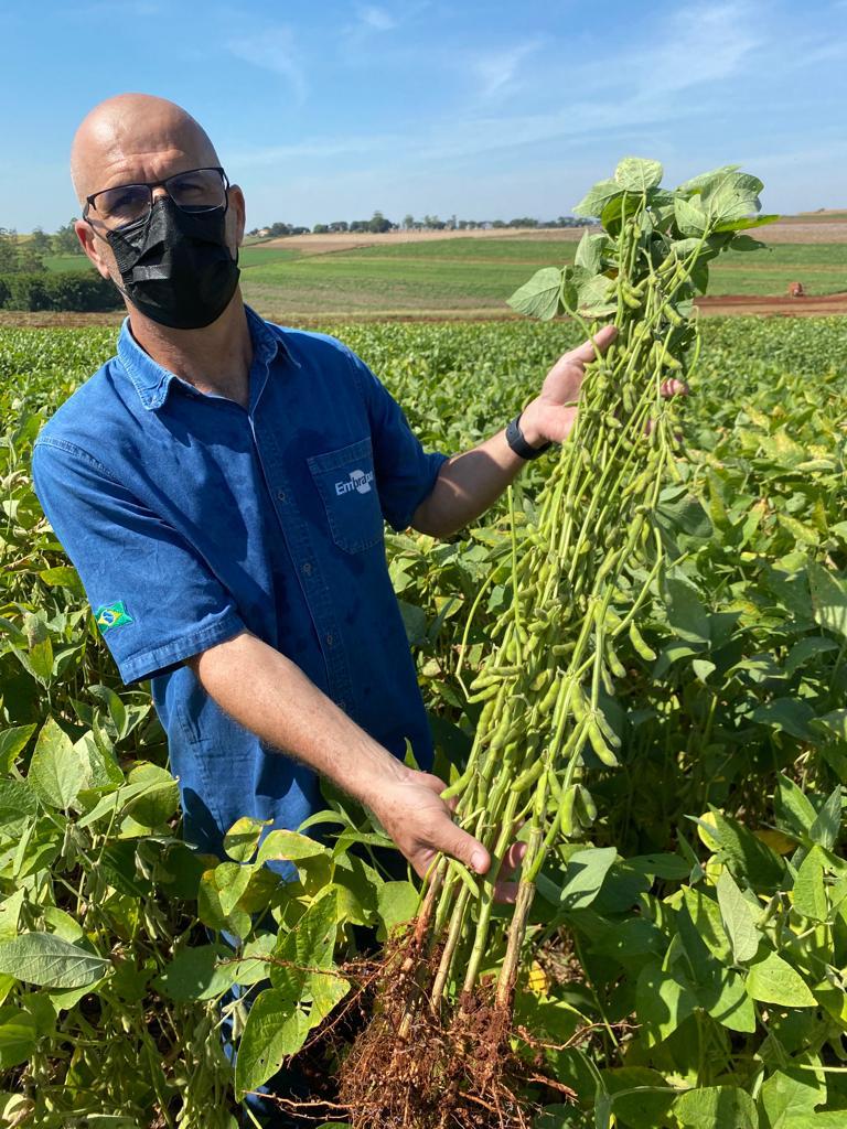 COCAMAR: Braquiária solteira cuida do solo e aumenta a produtividade da soja