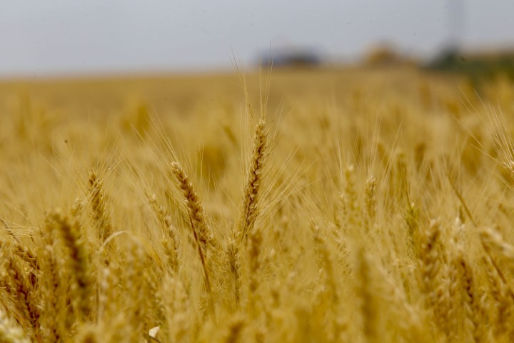 CONJUNTURA AGROPECUÁRIA: Preço do trigo para o produtor se recupera, mas concorrência com milho ainda é forte