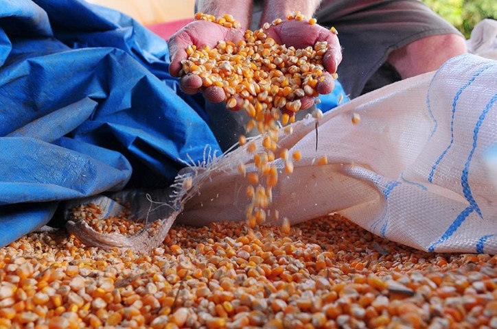 AGRICULTURA: Lei da Venda de Milho em Balcão beneficia produtores sem declaração de aptidão