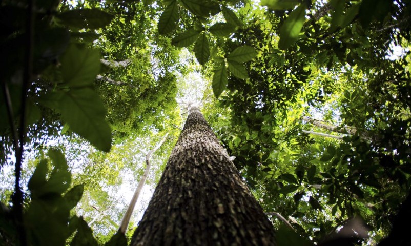 MAPA: Consulta pública recebe sugestões para produção de carbono verde