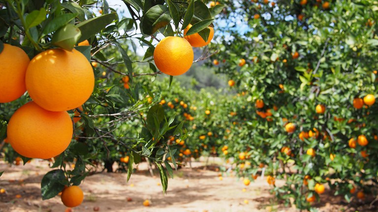 PGPM: Governo reajusta preços mínimos para laranja, trigo e café