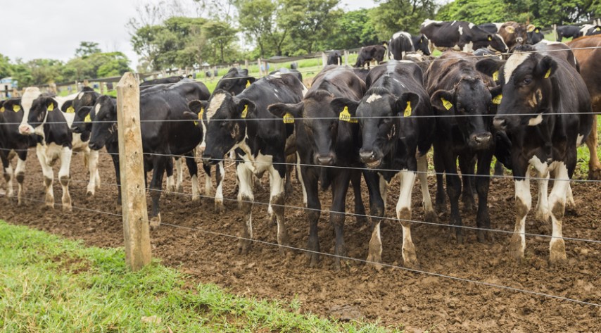 PECUÁRIA: Em 2021, o rebanho bovino bateu recorde e chegou a 224,6 milhões de cabeças