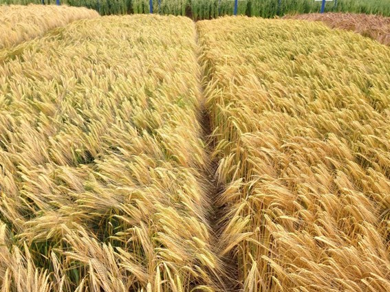ZARC: Cultivo de cevada e aveia tem novo zoneamento agrícola de risco climático