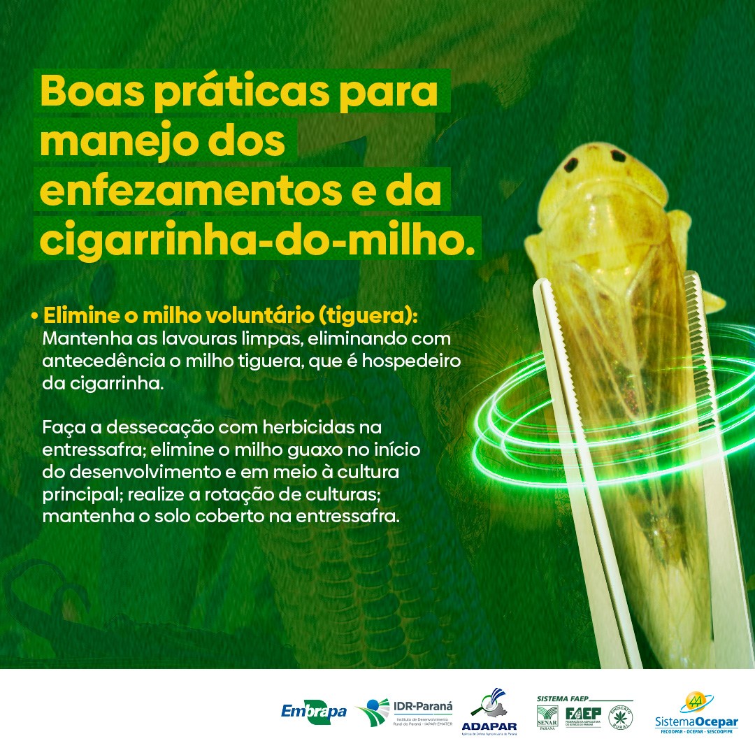 cigarrinha milho 27 02 2023
