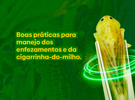 CIGARRINHA-DO-MILHO: Setor produtivo se une contra praga que devasta até 70% da lavoura infestada