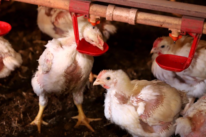 SANIDADE ANIMAL: Governo do Paraná suspende participação de aves em eventos agropecuários por 90 dias