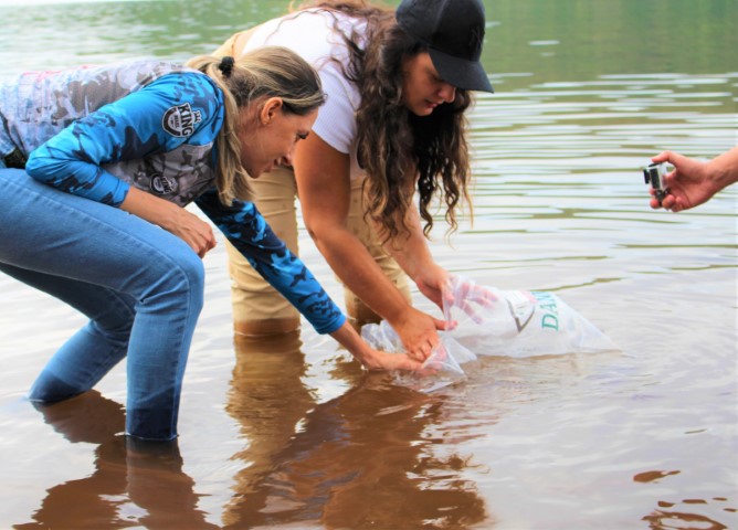 SICREDI GRANDES LAGOS: Cooperativa e Aspe promovem a soltura de 12 mil alevinos no alagado de Rio Bonito do Iguaçu