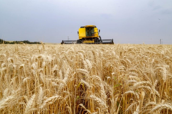CONJUNTURA AGROPECUÁRIA: Plantio de trigo começa pela região Norte do Estado