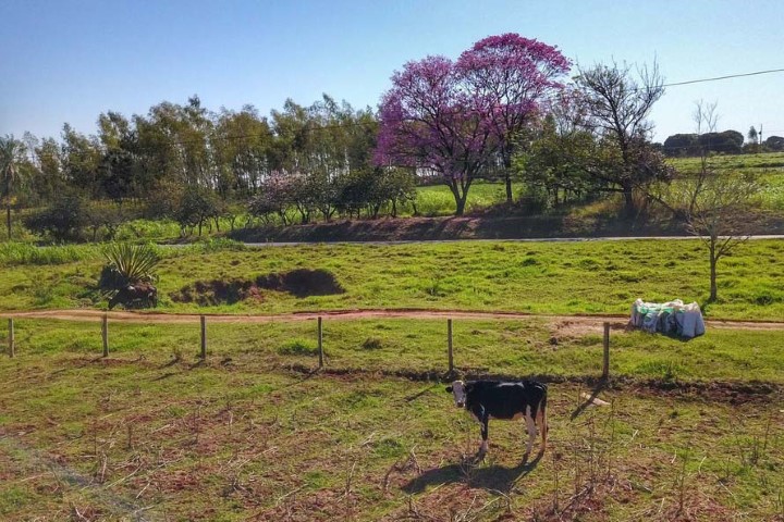 DESENVOLVIMENTO SUSTENTÁVEL: IAT cria guia para ajudar proprietários a adequarem áreas de reserva legal