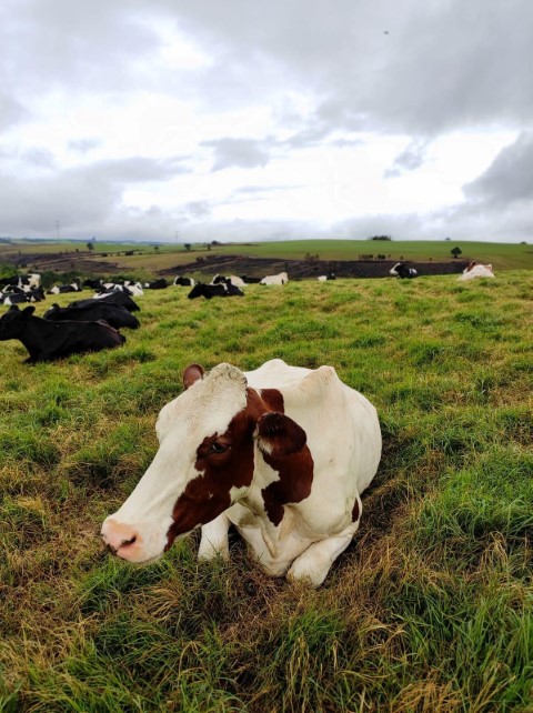 AGRO: Frísia realiza levantamento da emissão de gases na produção de leite de seus cooperados