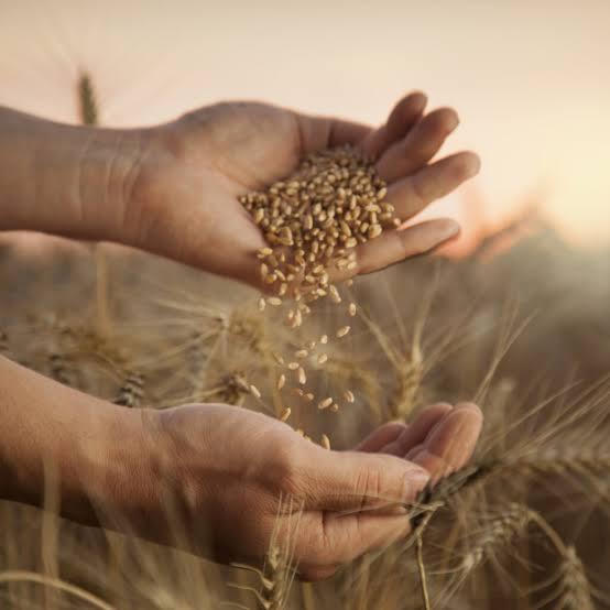 AGRO: 2º Encontro de Multiplicadores de Sementes Cocamar é dia 28 de julho