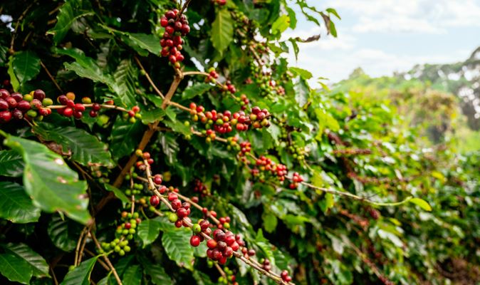 FUNCAFÉ: Mapa divulga relação e valores contratados pelos agentes financeiros para o setor cafeeiro