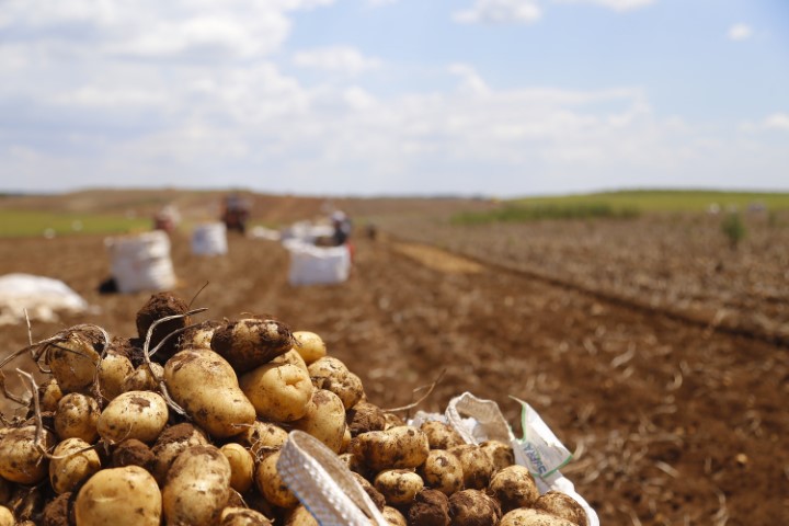 CONJUNTURA AGROPECUÁRIA: Paraná produzirá 323,7 mil toneladas de batatas nesta safra; colheita já chegou a 78% da área
