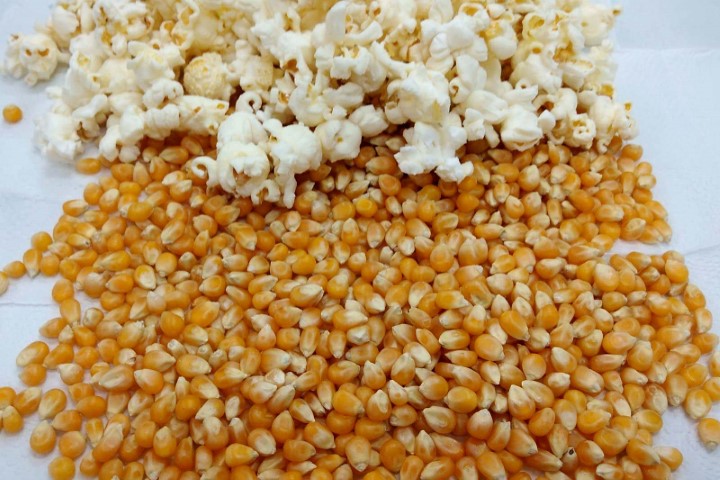 CONJUNTURA AGROPECUÁRIA: Líder em várias commodities agrícolas, Paraná também produz o popular milho-pipoca