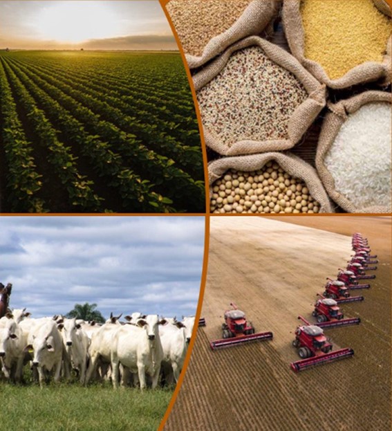 PROJEÇÕES DO AGRONEGÓCIO: Produção brasileira de grãos deverá chegar a 390 milhões de toneladas nos próximos dez anos