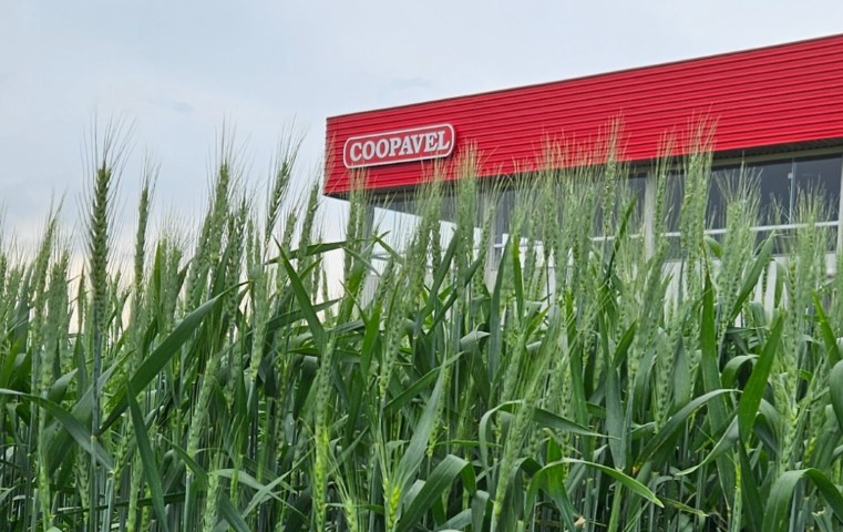 AGRO: Coopavel apresenta melhor do seu portfólio no Show Rural de Inverno