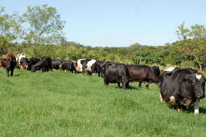 PECUÁRIA: Para melhorar desempenho no setor, IDR-PR faz diagnóstico da atividade leiteira no Estado