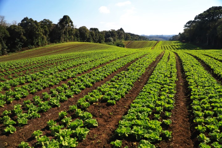 CONJUNTURA AGROPECUÁRIA: Com grande impacto social, olericultura gerou R$ 6,8 bilhões ao Paraná em 2022